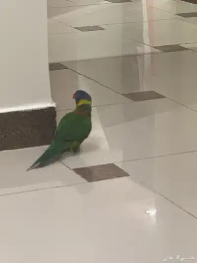 ببغاء لوري متكلم أليف index