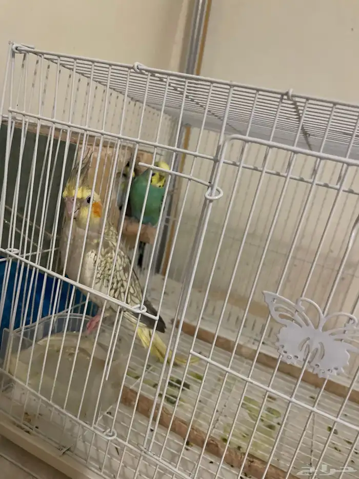 جوز بادجي و واحد كروان للبيع مع ملحقاته 0