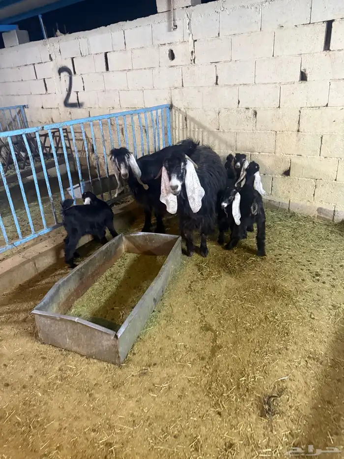 عنزين عارضيات متاويم 3