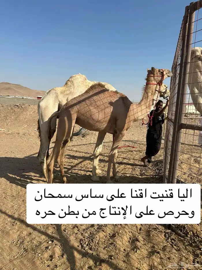 بكره بنت سمحان 1