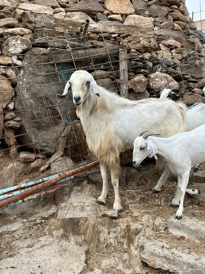معزا للبيع 1