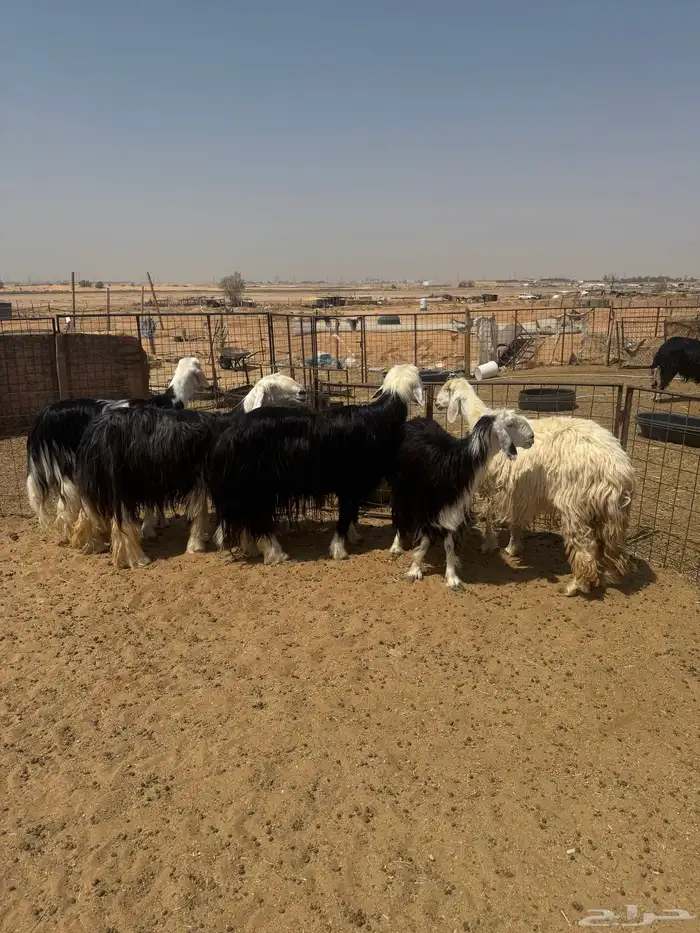 للبيع شياه نجد طيبة بفحلها 0
