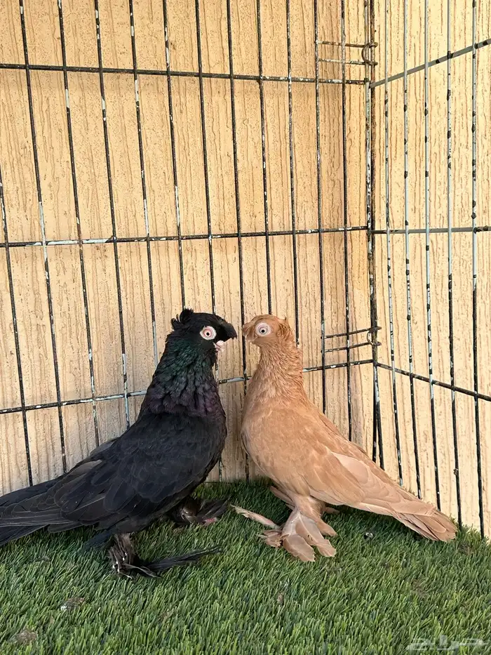 حمام اوزبك جوز منتج من المستويات القوية. للبيع 0