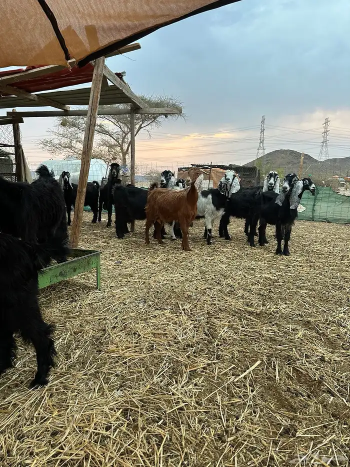 معزا عوارض 0