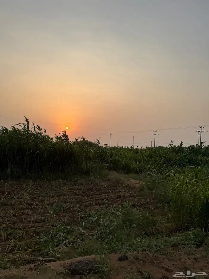 قصب للبيع 1