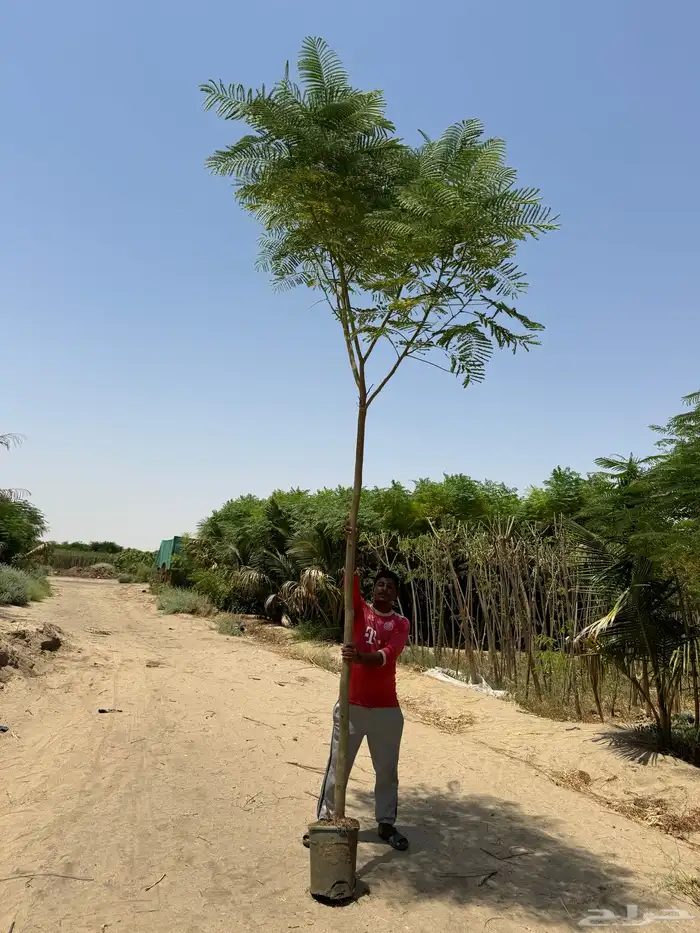 أشجار سماكات وشجيرات متنوعة 1