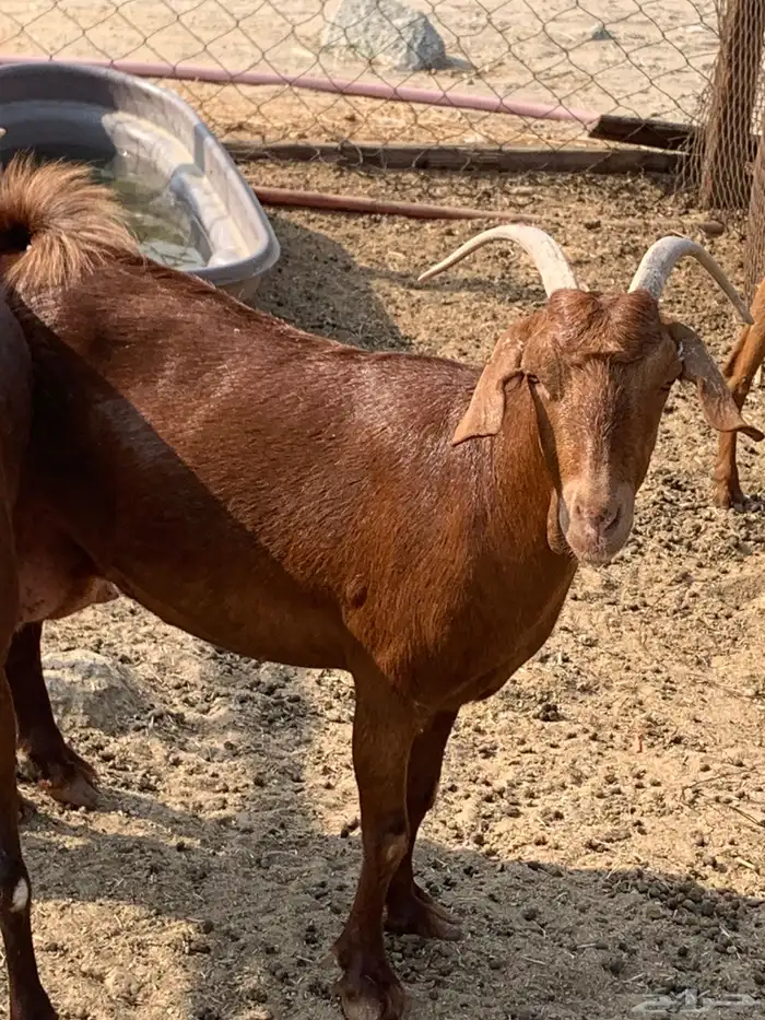 للبيع تيوس جنوبية معزا دهم حليب 2
