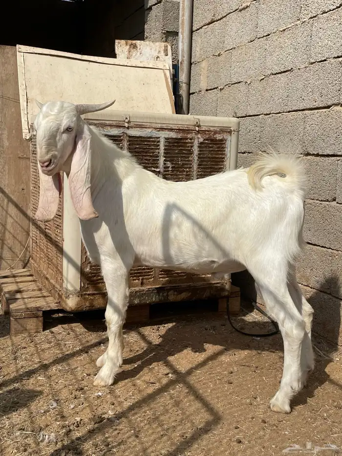 تيس مشروع فحل مطور ابرص 14