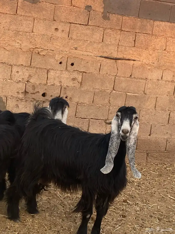 عنزه عارضيه 5