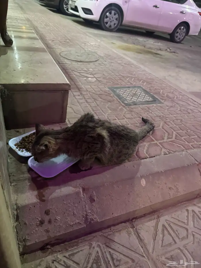 قطه سكوتش مصابه للتبني اليفه جدا 0