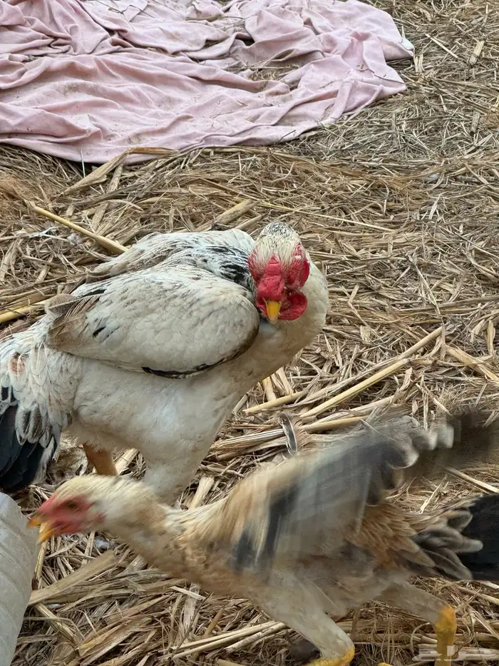 دجاج للبيع مشكل 0