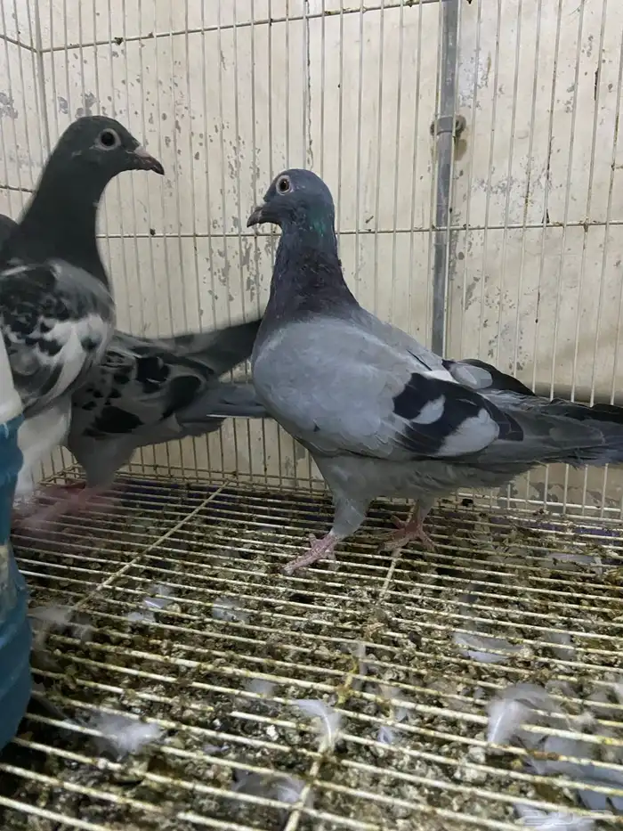 طبات زاجل سباق 4