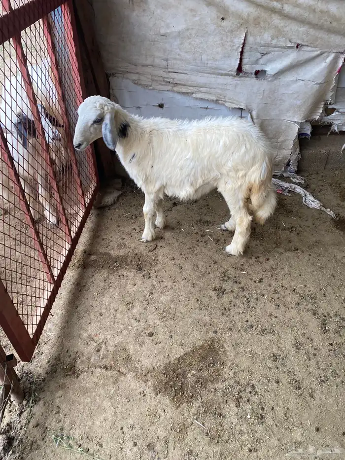 عنقان ورخل اسمان 2