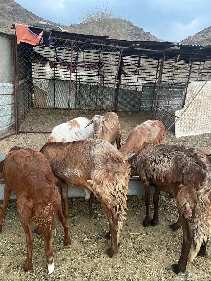 سواكن مرابي للبيع 1