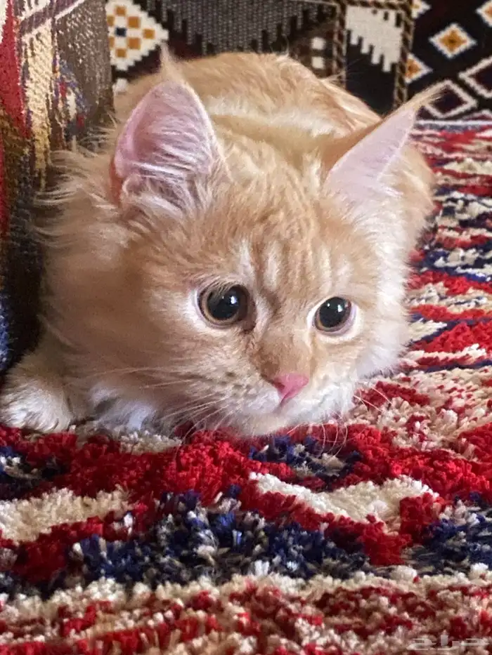 قط ذكر شرازي للبيع 0