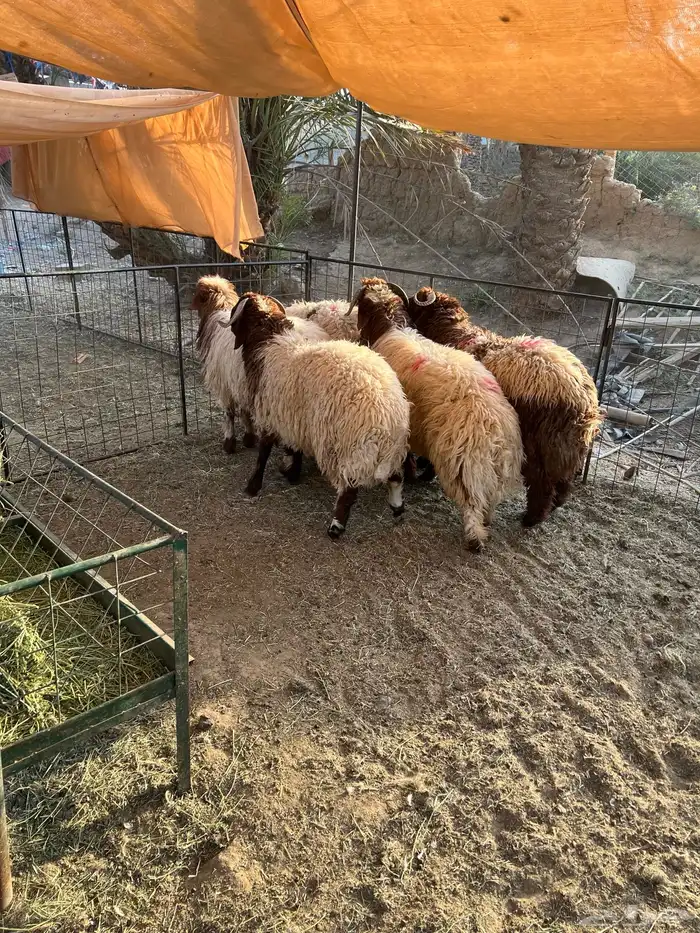 طليان نعيم ذبايح 2