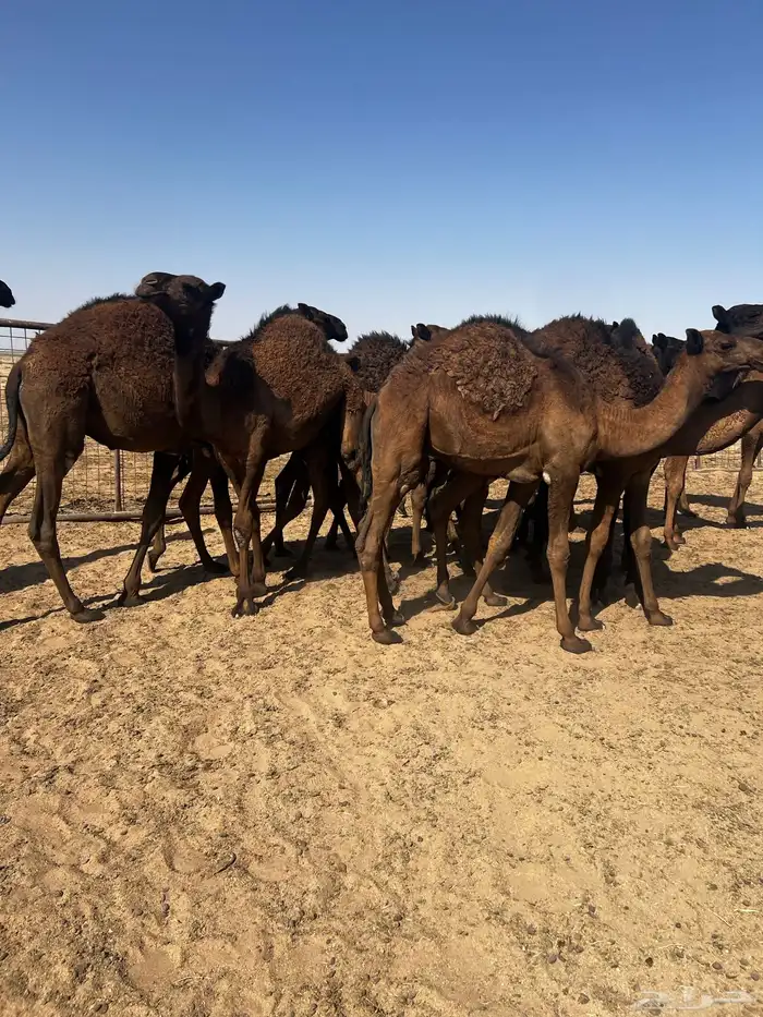 حشو قصب شتويات لبانيات 4