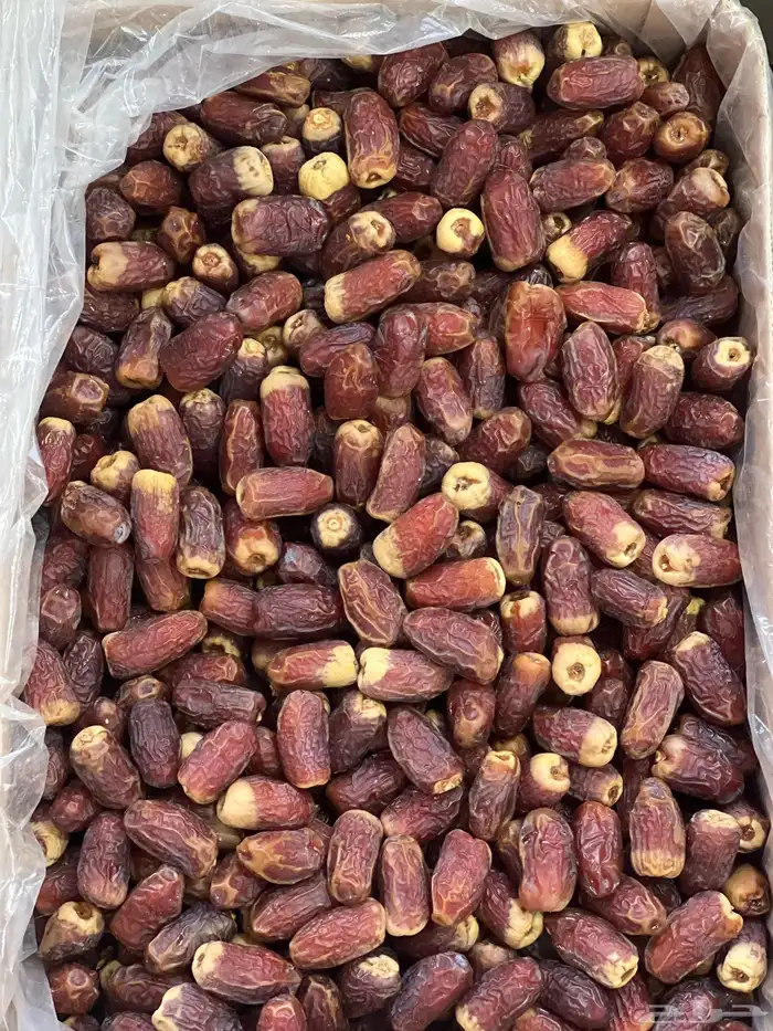 صقعي أحمر مطوق حبة كبيرة 1