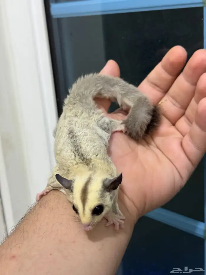 متوفر للبيع (السنجاب الطائر) بلاتينيوم sugar glider 3