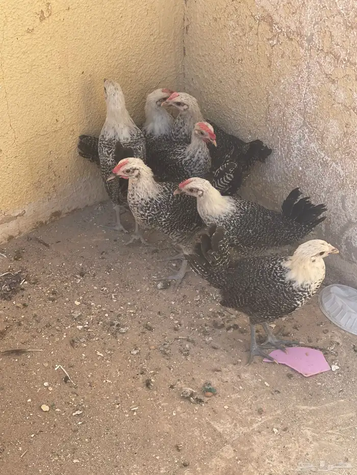 دجاج فيومي للبيع عمره ثلاثة شهور ونص او أربعاء 0