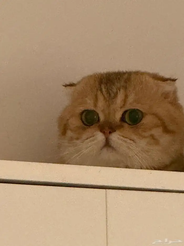 قط سكوتش فولد لتزاوج بيور 1