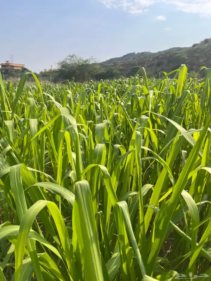 علف بونيكام رجال المع الحبيل الحزمة ريال ونص فقط 0