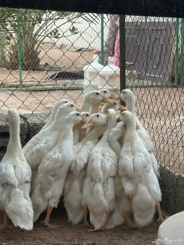 بط بكيني 0