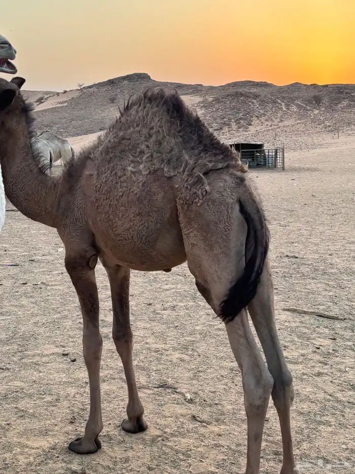 قعود للبيع 7