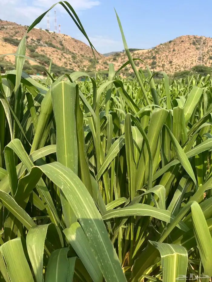 علف بونيكام رجال المع الحبيل الحزمة ريال ونص فقط 1