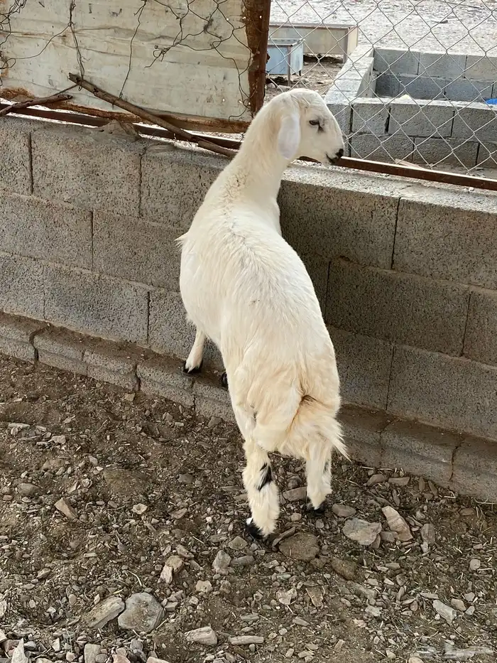 خروف حرش 2