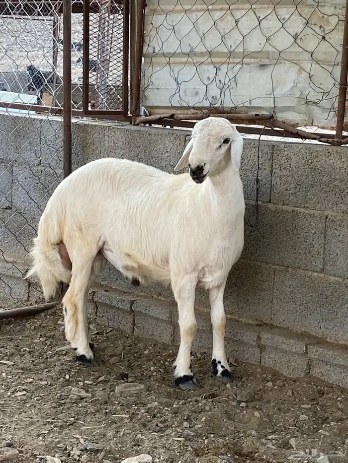خروف حرش 3
