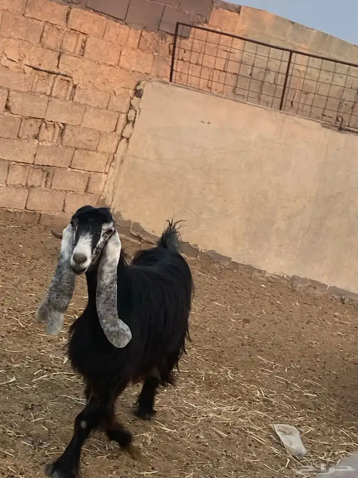 عنزه عارضيه 4