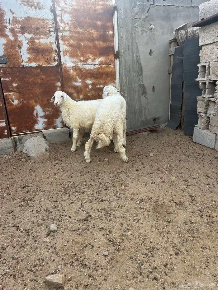 طليان ذبايح طيبه الحلقه الشرقيه 3