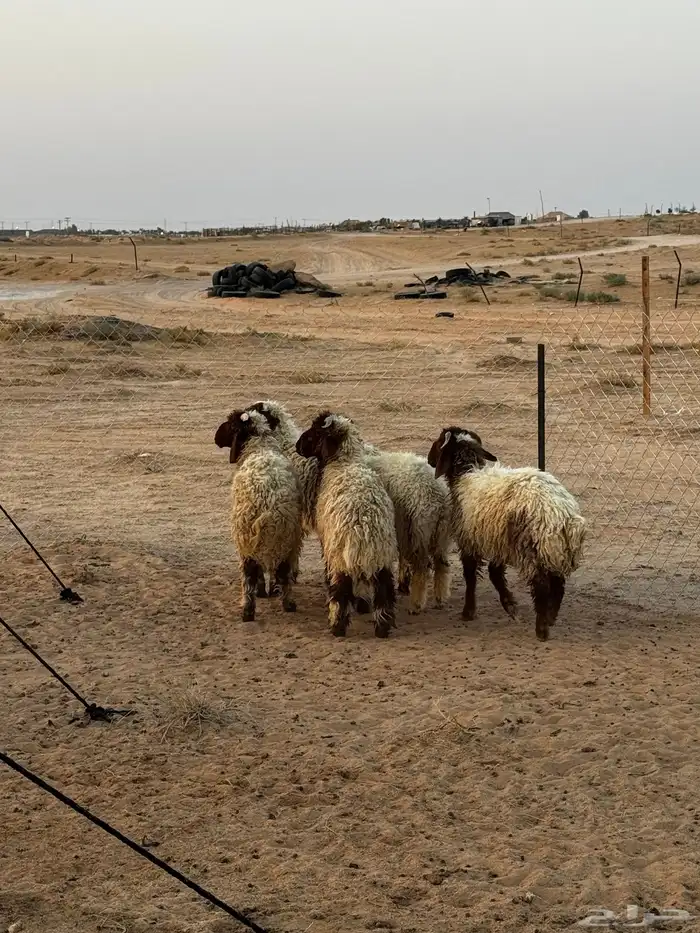 طليان هرافي للبيع 1