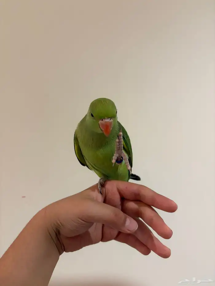 دره هنديه جداا أليفه و متكلمه للبدل أو للبيع 5