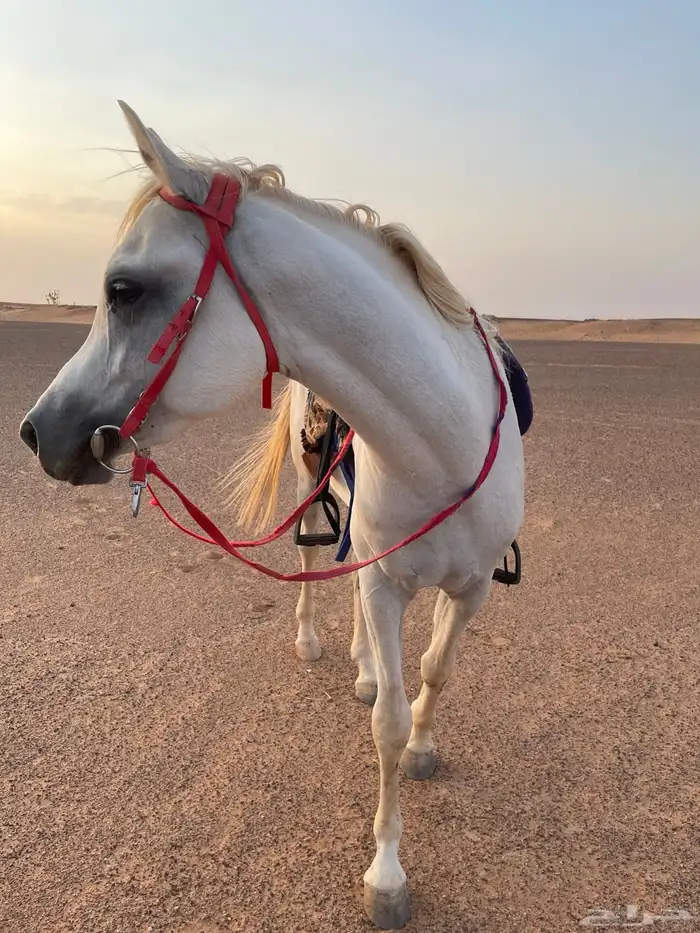 حصان شعبي كفو 2