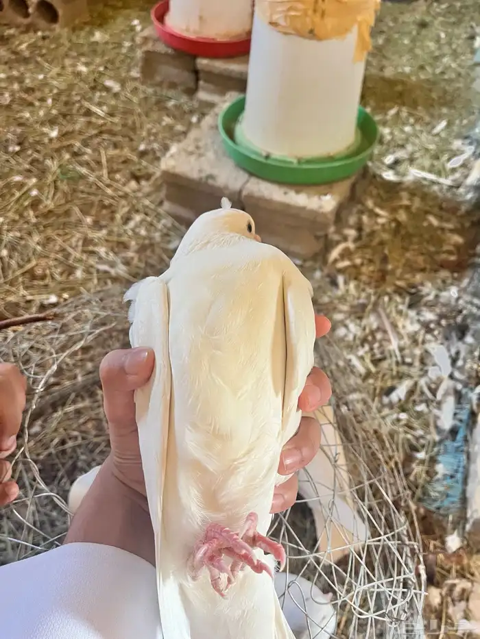 فروخ حمام فرنسي للبيع 0