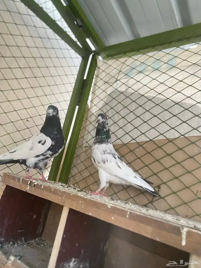 زوج باكستاني 0