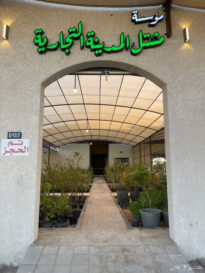 سدر باكستاني تفاحي وسدر ايراني بدون بذره 0