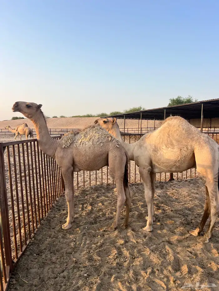 حشوى البيع 0