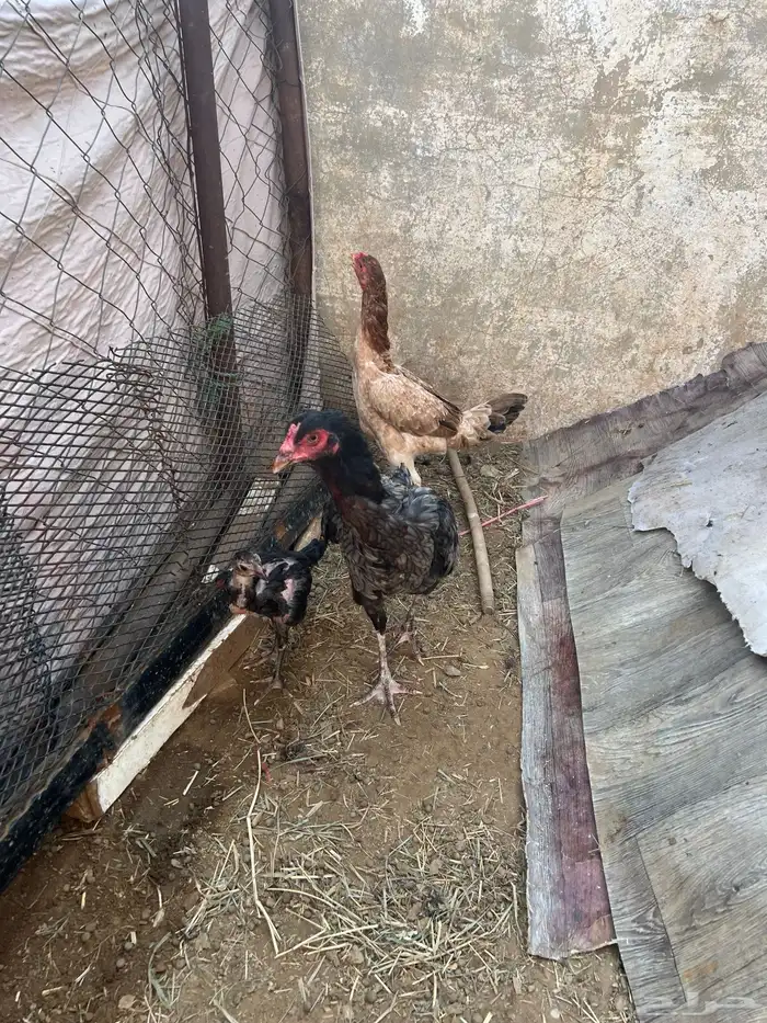 دجاج بكستاني 3