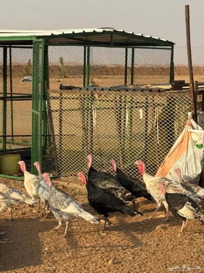 للبيع دجاج رومي توه بادي يبيض 3
