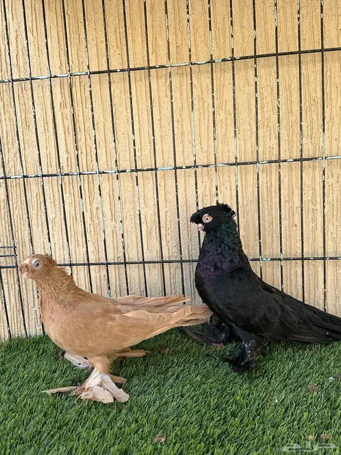 حمام اوزبك جوز منتج من المستويات القوية. للبيع 3