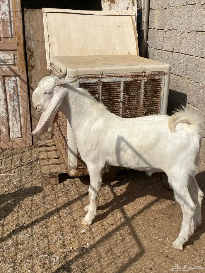 تيس مشروع فحل مطور ابرص 10