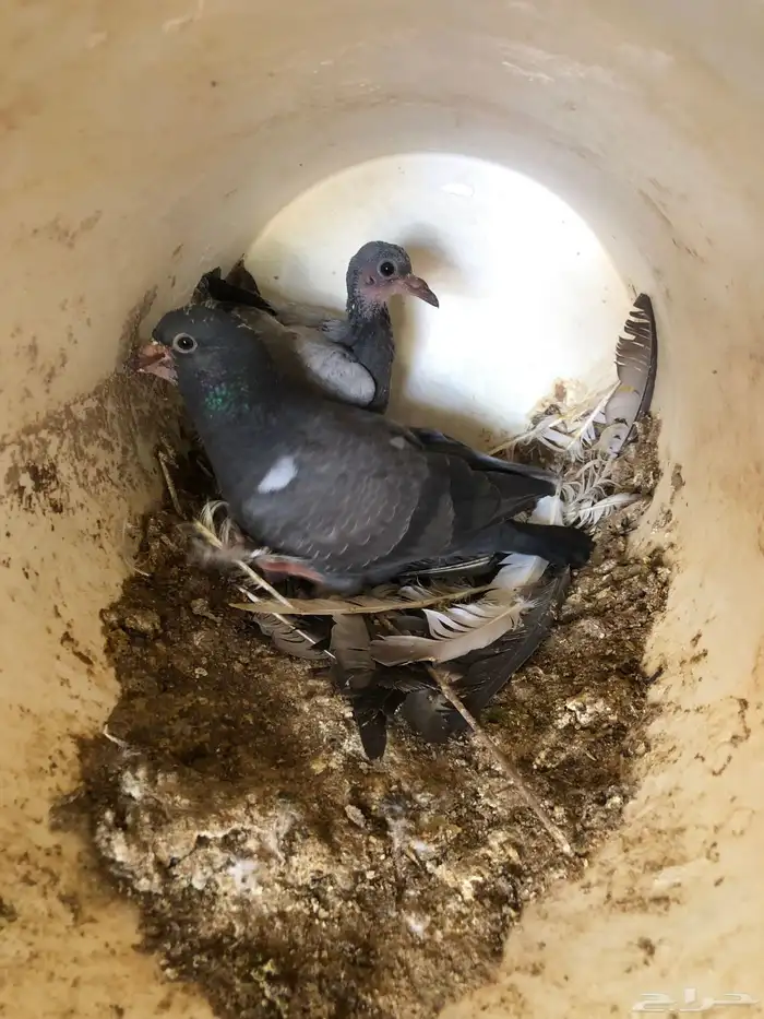 فروخ مشاكيل شحم 3