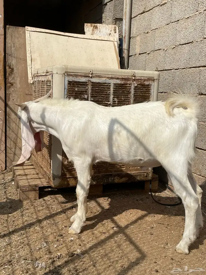 تيس مشروع فحل مطور ابرص 15