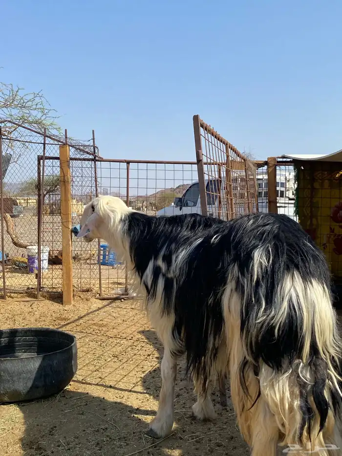 طلي نجدي صنف فاخر(تم البيع ) 2