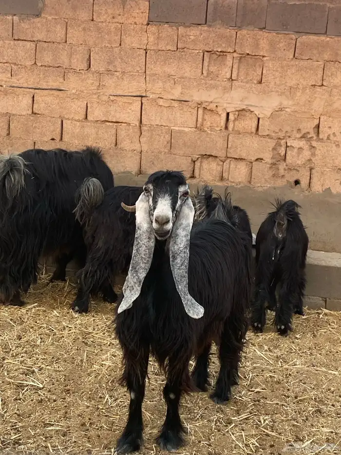 عنزه عارضيه 1