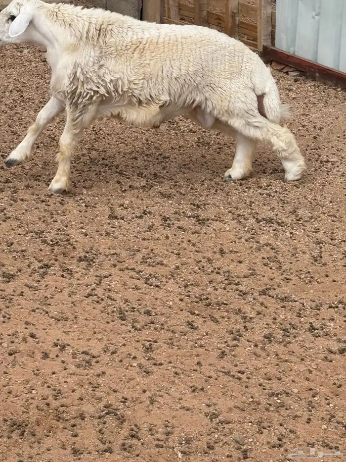 طلي عمره6 شهور ذبيحه 1