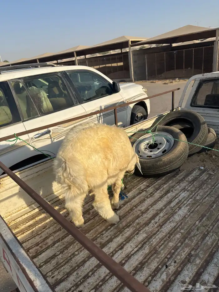 تم البيع 1